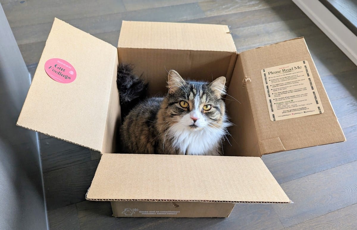 cat in a box